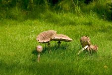 Mushrooms 2 Stock Image Mushrooms 2 Stock Image