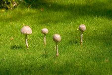 Mushrooms 1 Stock Photography Mushrooms 1 Stock Photography