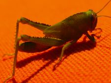 Green Grasshopper Stock Images