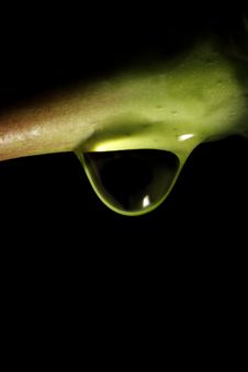 Water Drop On Stem Stock Photos Water Drop On Stem Stock Photos