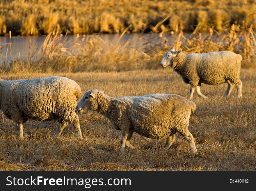 Sheep walk along on a strip of farmland. Sheep walk along on a strip of farmland.