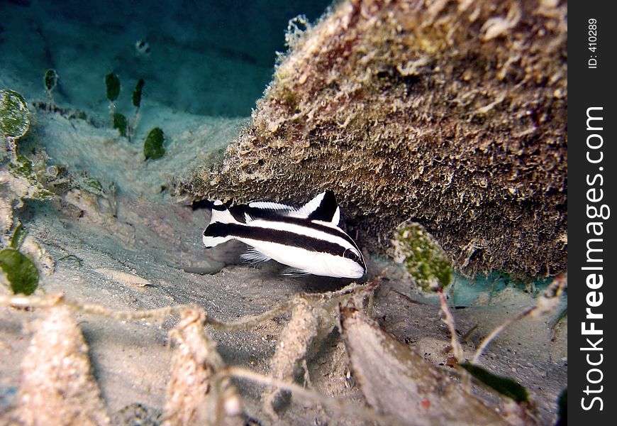 A juvenile painted sweetlip found during a shore dive at Mabul Island. A juvenile painted sweetlip found during a shore dive at Mabul Island