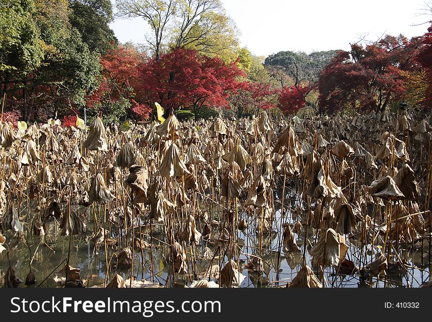 Multi-colored leaves on trees in Kyoto, Japan. Multi-colored leaves on trees in Kyoto, Japan