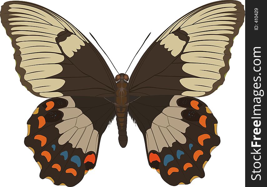 Papilio Aegeus