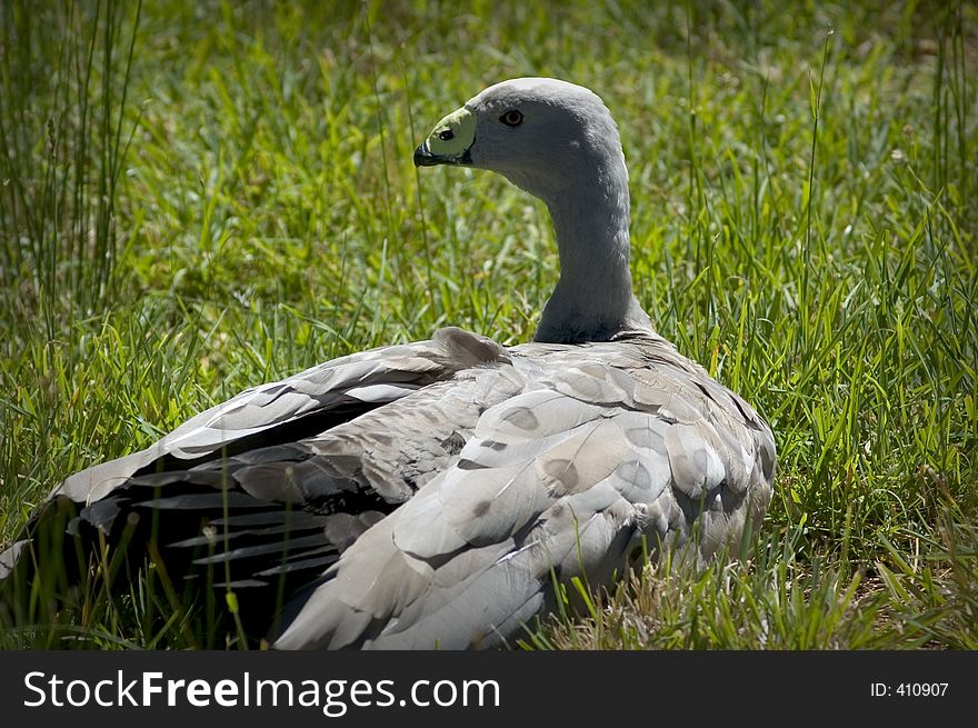 Cape Barren Goose