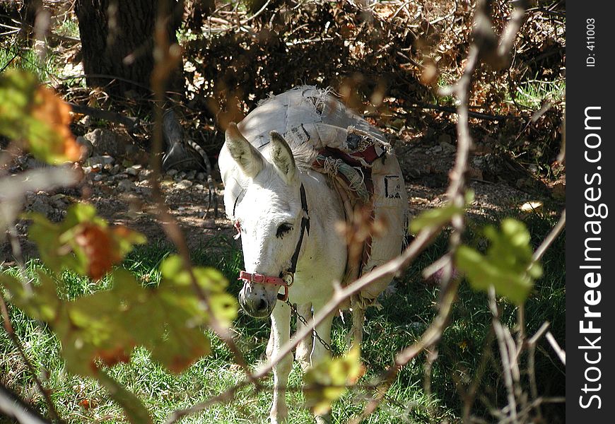 Image of donkey taken in the woods in Jerusalem. Image of donkey taken in the woods in Jerusalem