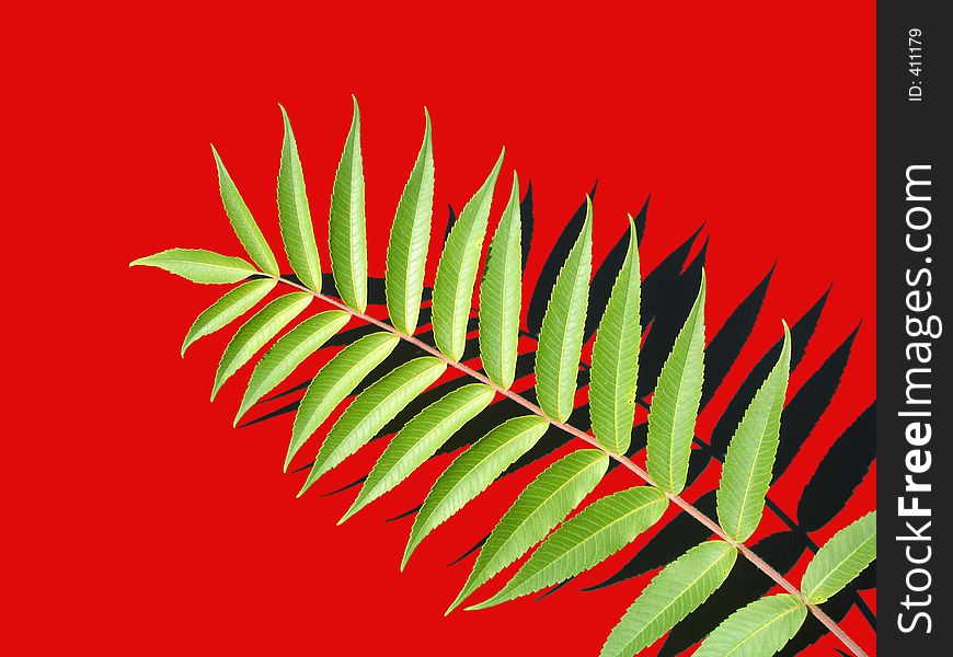 Leaves on red background