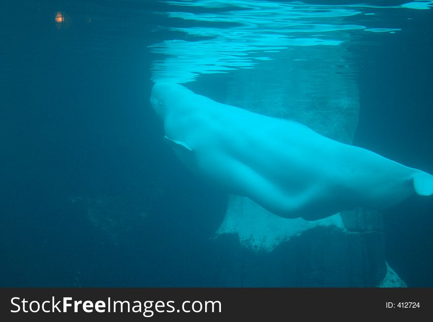 A beluga whale as viewed below the water, surfacing to breathe.