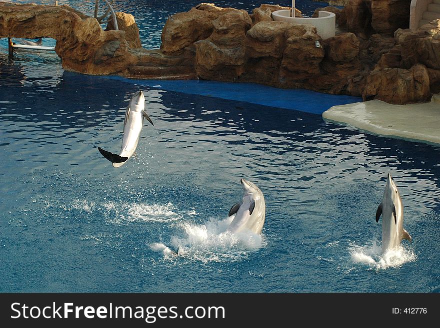 Three dolphins leap out of the air. Three dolphins leap out of the air.