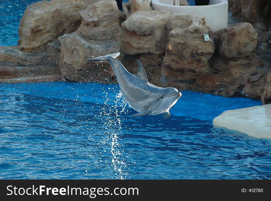 Dolphin leaping through the air. Dolphin leaping through the air.