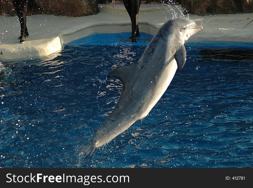Dolphin leaping through the air.