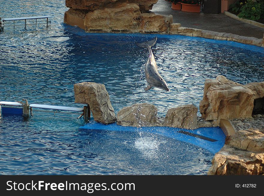 Dolphin leaping out of the water.