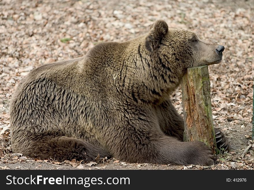 Animal, arend, bald, bear, claws, cute, danger, grizzly, hi, nature, natuur, wave, wild, wildlife