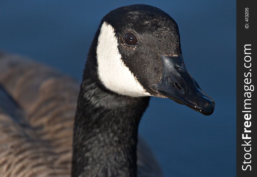 A close up of a Canada goose. A close up of a Canada goose.