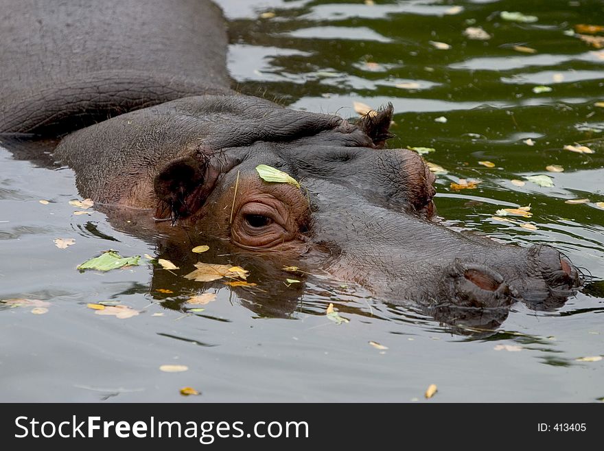 Africa, african, animal, basking, bath, bathing, bite, chilling, conservation, cool, creature, cuddly, cute, danger, drown, hazard, hide, hippo, hippopotamouse, hippopotamus, lurk, mammal, menace, mud, nature, relax, safari, splash, submerged, teeth, wade, wallow, water, whipsnade, wild, wildlife. Africa, african, animal, basking, bath, bathing, bite, chilling, conservation, cool, creature, cuddly, cute, danger, drown, hazard, hide, hippo, hippopotamouse, hippopotamus, lurk, mammal, menace, mud, nature, relax, safari, splash, submerged, teeth, wade, wallow, water, whipsnade, wild, wildlife