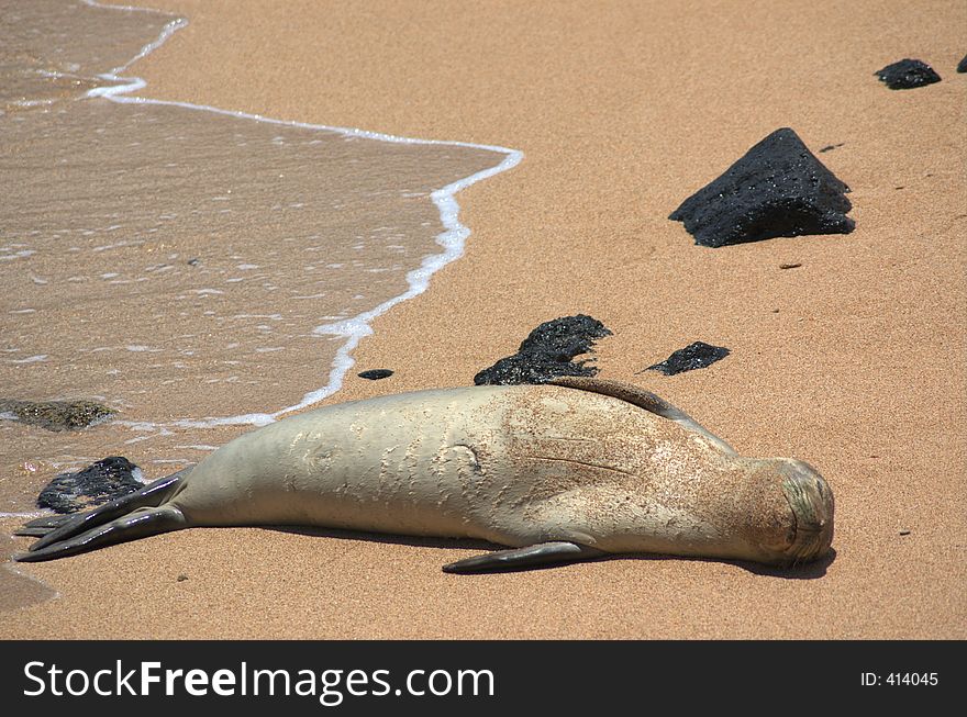 Sunbathing Seal in Kauai, Hawaii
