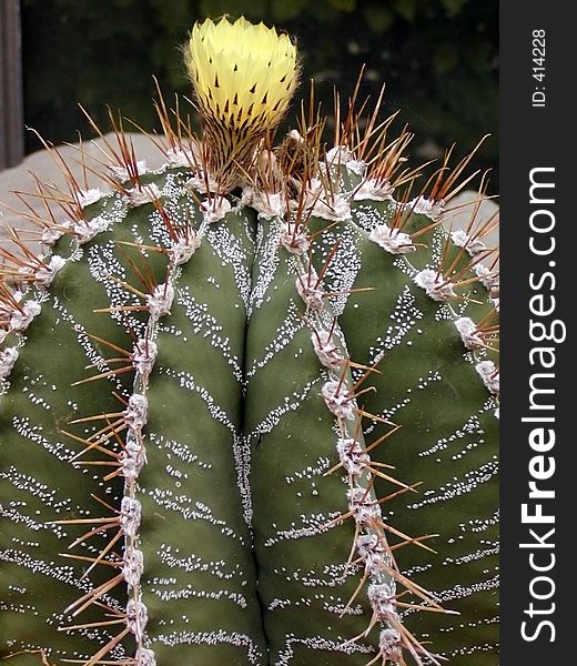 A cactus flowering with a yellow flower. A cactus flowering with a yellow flower