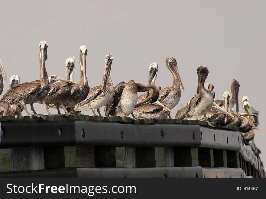 Pelicans along river. Pelicans along river