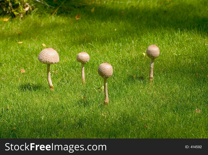 Forest, fungi, fungus, hidden, mushrooms, plant, plants, spores, sprouting, toadstool. Forest, fungi, fungus, hidden, mushrooms, plant, plants, spores, sprouting, toadstool
