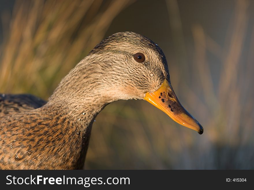 A portait of a female mallard duck. A portait of a female mallard duck.