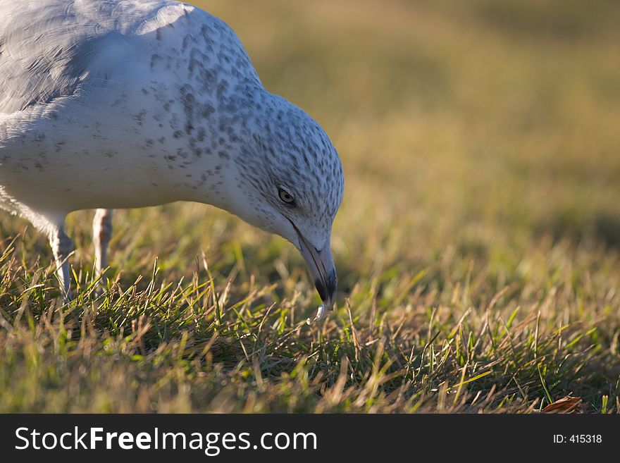 A seagull feeds on some green grass. A seagull feeds on some green grass.