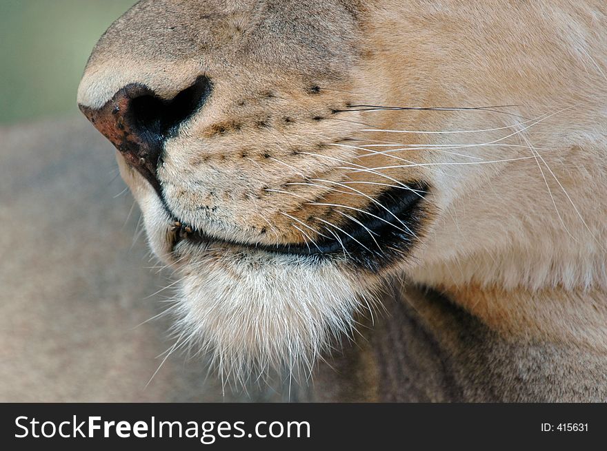 Big cat whiskers.