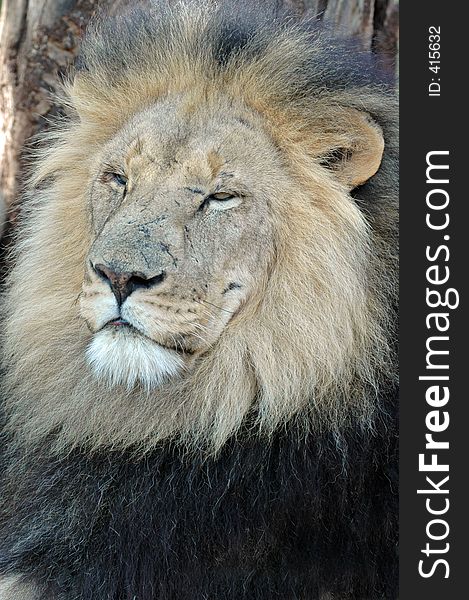 Male lion dozing against tree. Male lion dozing against tree.