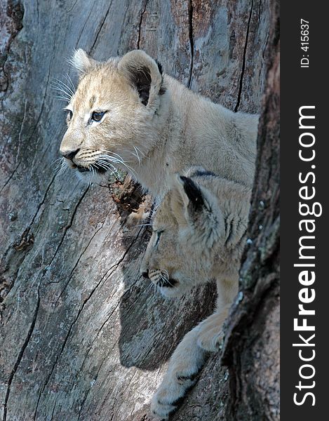 Baby lion playing in tree. Baby lion playing in tree.