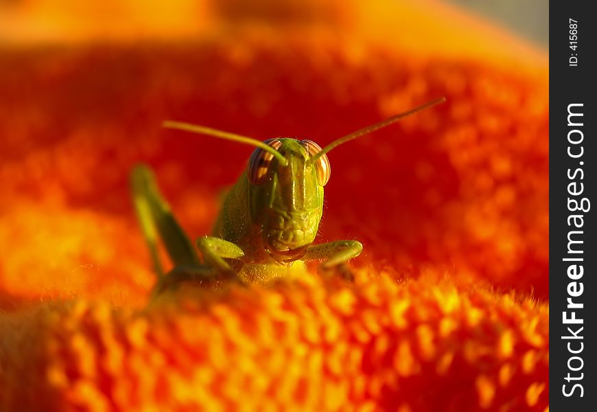A green grasshopper on a orange towel. A green grasshopper on a orange towel