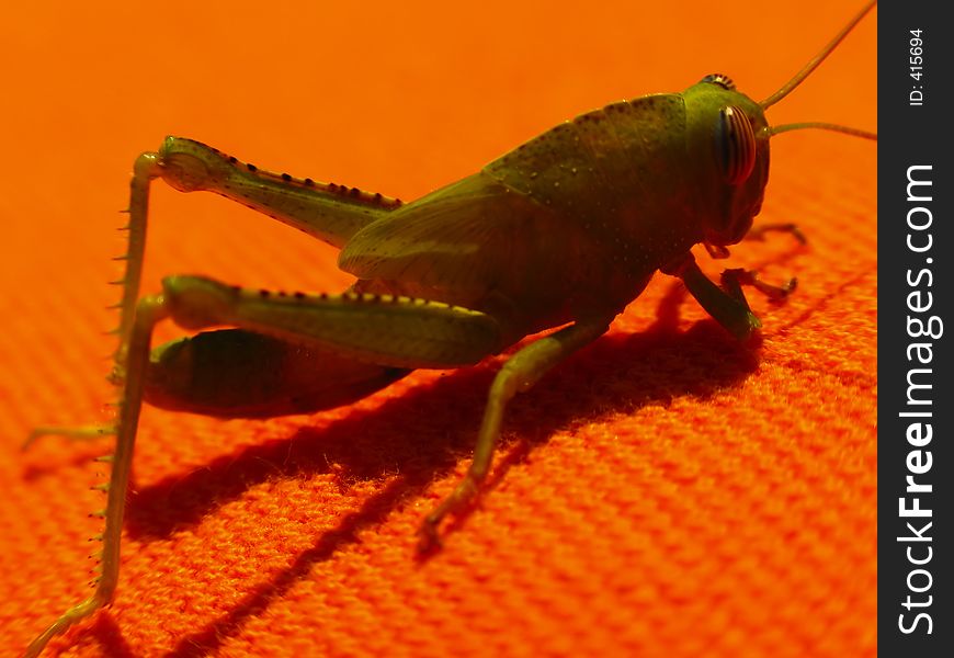 A green grasshopper on a orange towel