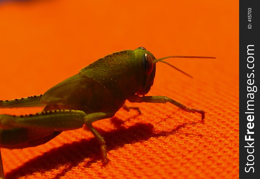 A green grasshopper on a orange towel. A green grasshopper on a orange towel