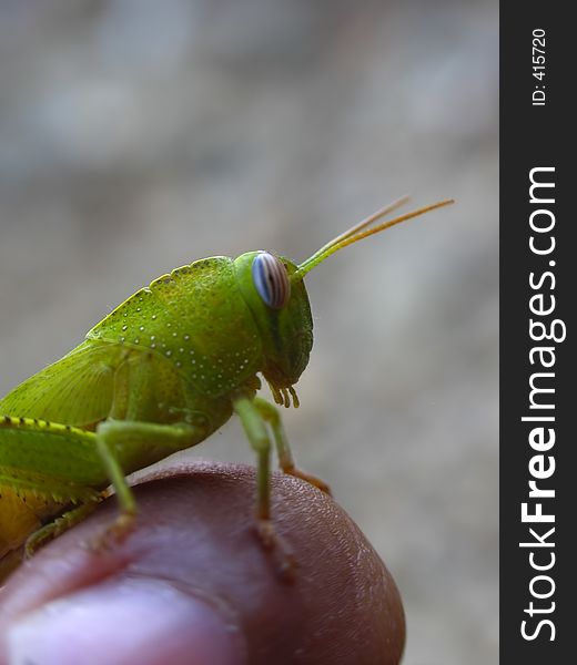 A green grasshopper on my finger. A green grasshopper on my finger