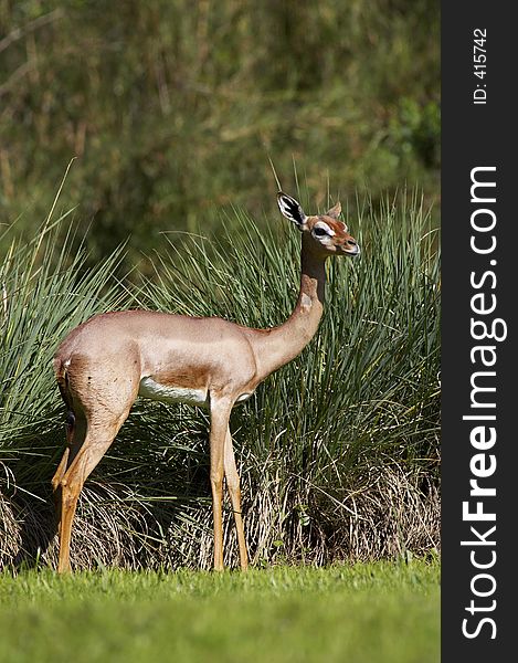 Young female blackbuck gazelle