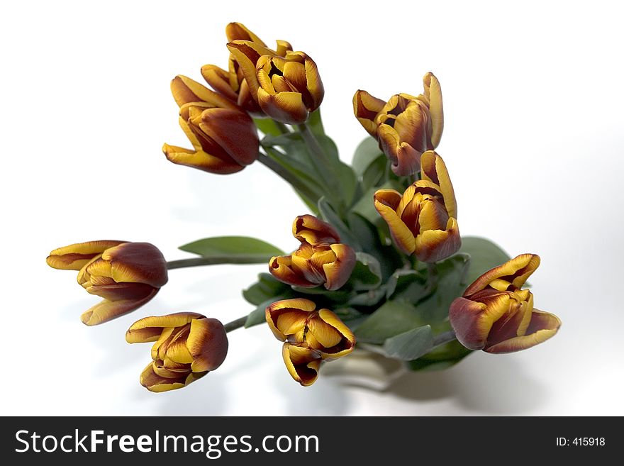 Bunch of yellow tulips