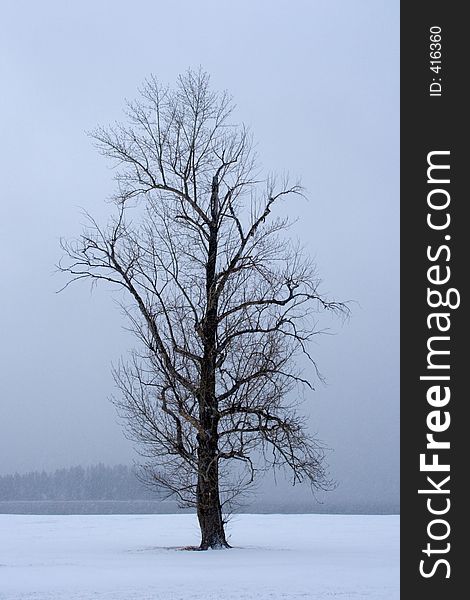 A lone tree stands against a cold, foggy day during winter. A lone tree stands against a cold, foggy day during winter.