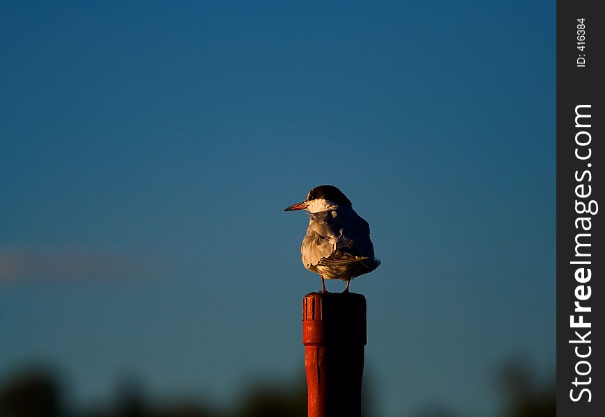 A bird eyes the last light of the day from the top of a post. A bird eyes the last light of the day from the top of a post.