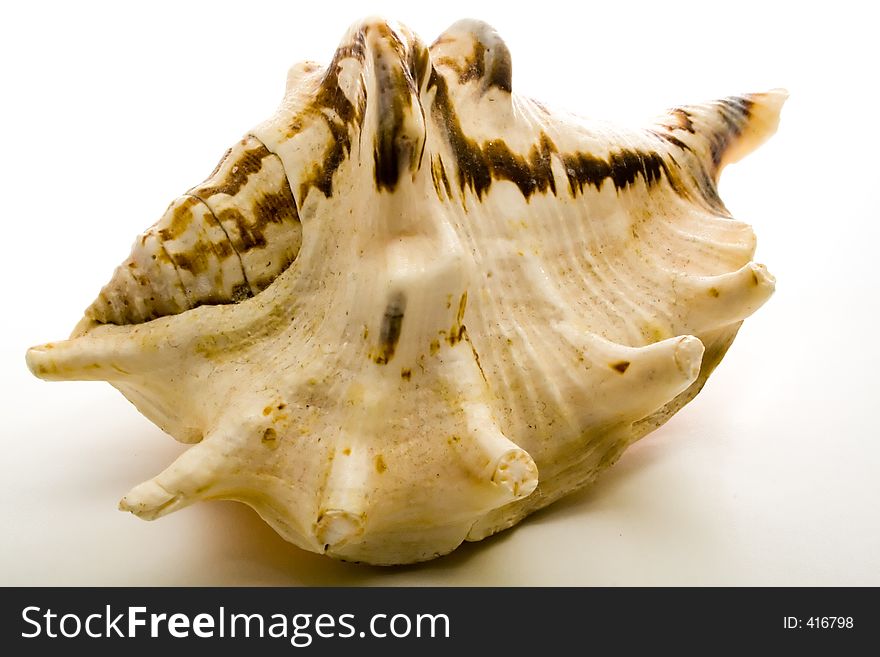 A shell on white background