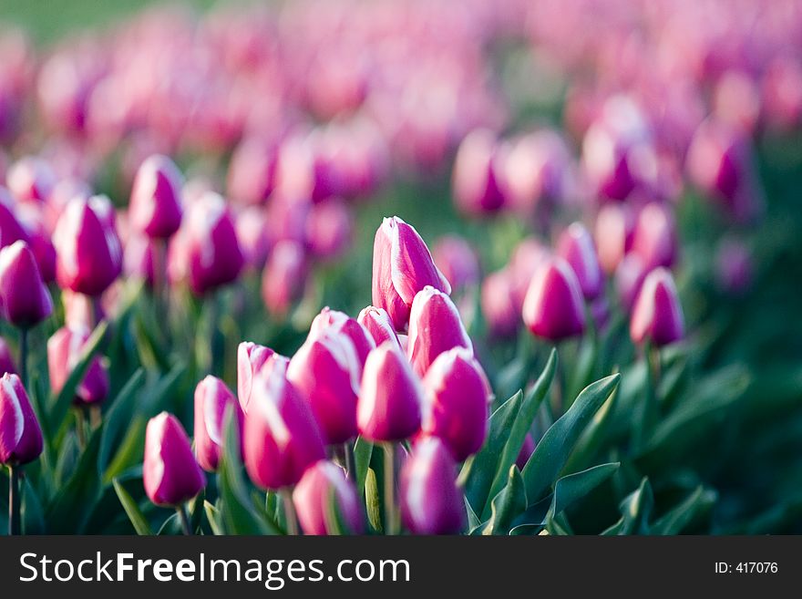 Field of tulips. Field of tulips