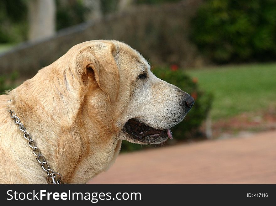 Yellow Labrador Retriever, gray hairs around muzzle, older dog, side view portrait, head and neck, chain collar, fence, trees, grass and foliage in background.