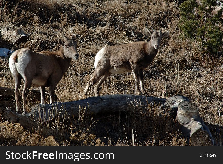 Baby and mother big horn sheep. Baby and mother big horn sheep