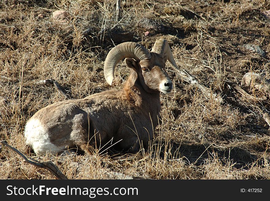 Male big horn sheep resting. Male big horn sheep resting