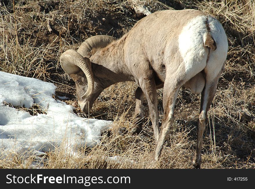 Male Big Horn Sheep in snow. Male Big Horn Sheep in snow
