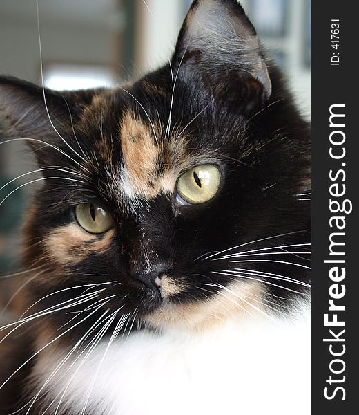 Calico Cat Closeup