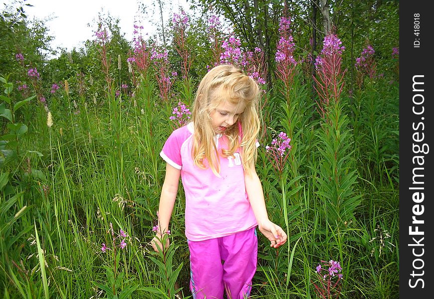 Walking In The Fireweeds