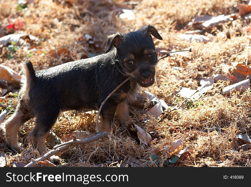 Playful puppy dragging a stick. Playful puppy dragging a stick