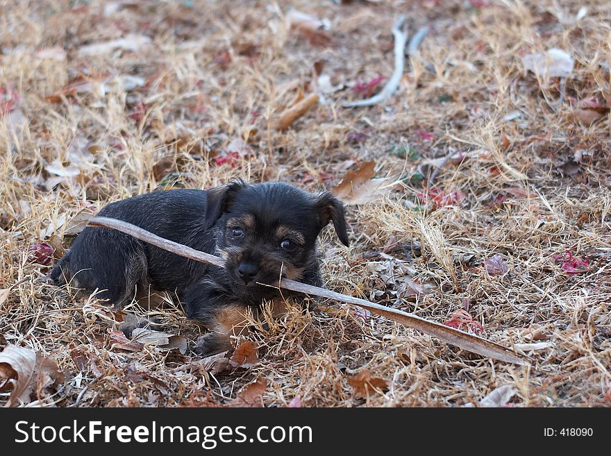 Puppy chewing on a dried stalk