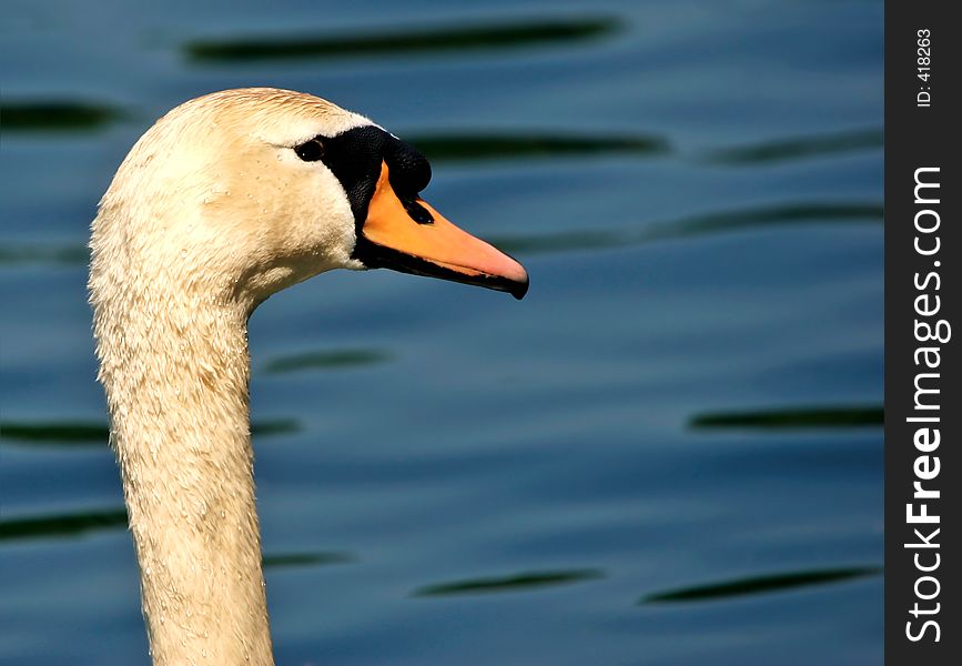 Portrait of swan