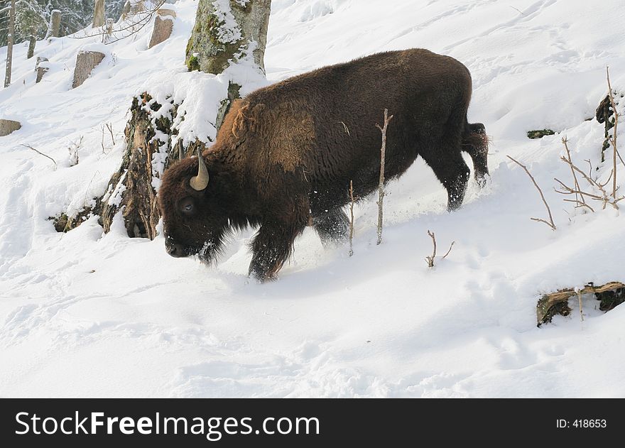 Bull In The Snow