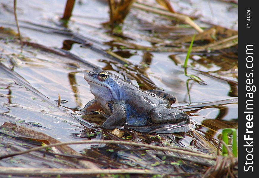 Small Marsh Dinosaur