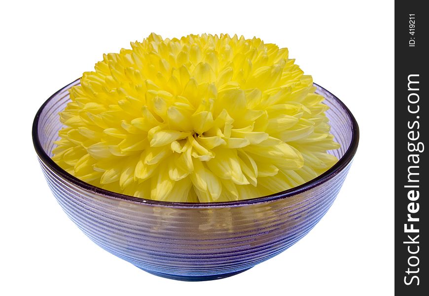 Yellow in the dark-glass bowl (top-front view). Yellow in the dark-glass bowl (top-front view)